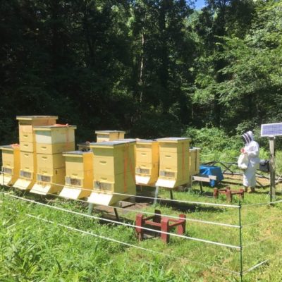 Beehives and a beekeeper working.