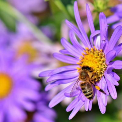 Bee in a purple flower.