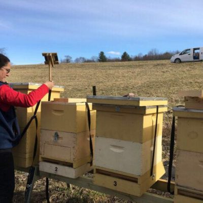 Beehives and a beekeeper working.