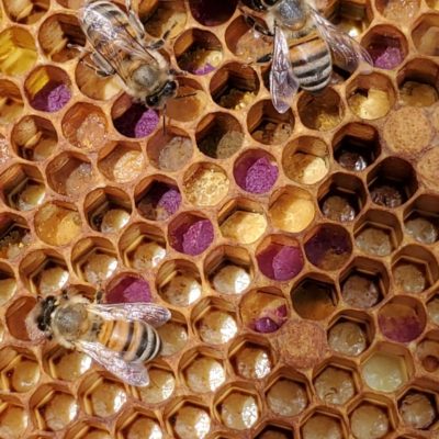 Closeup of bees in their hive.